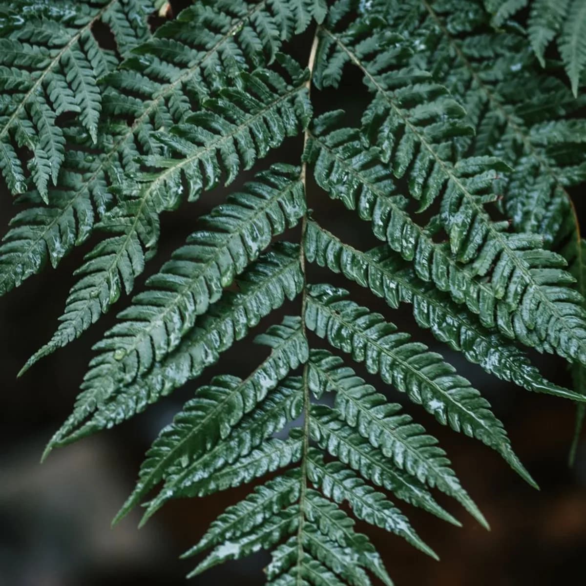 Rain-wet ferns close to the forest floor under overcast light.
