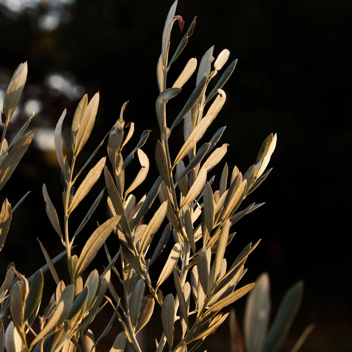 Olive branches catching the light against a dark ground.